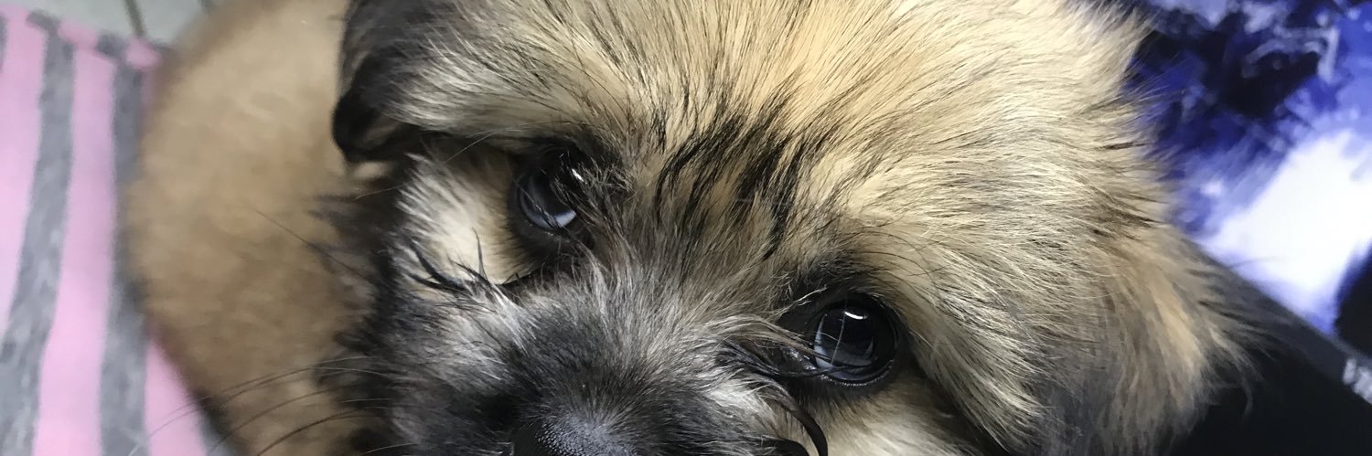 micahasssie's profile banner image