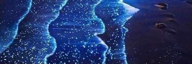 rakel_pn banner