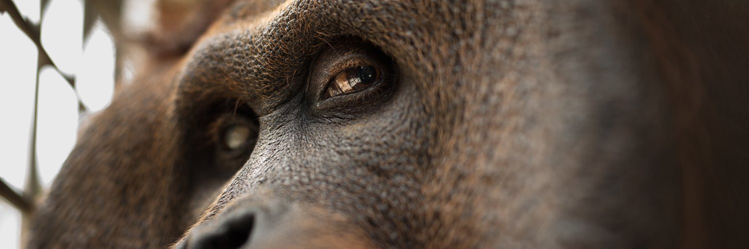 BOS Foundation banner