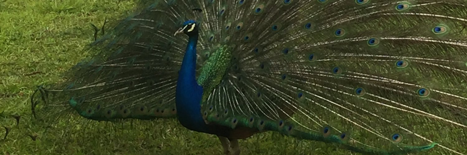 pcmello's profile banner image