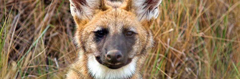 Marsssss 🔜 TFF, LVFC banner