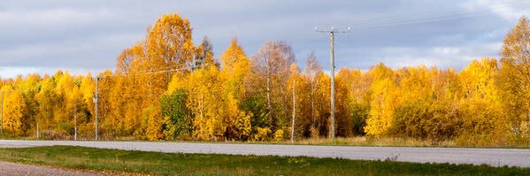 Kevin Bui banner