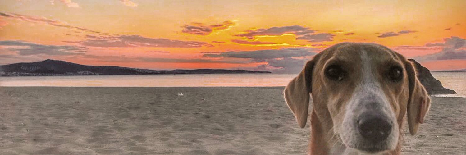 nitulemis's profile banner image