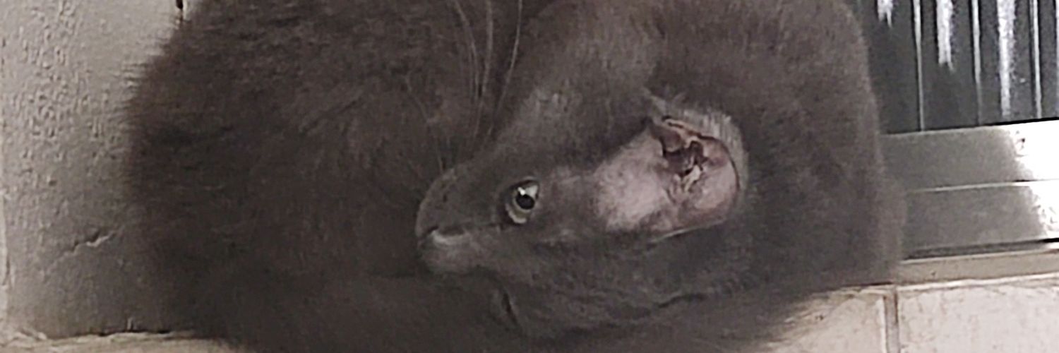 vinnylich_'s profile banner image