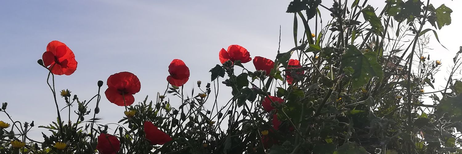 morofi's profile banner image