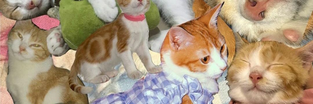 stephen malkmus is dead! banner