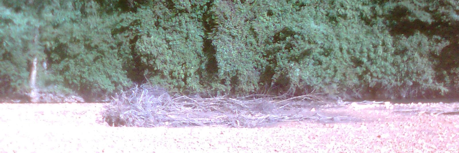 Varillas Carlota banner