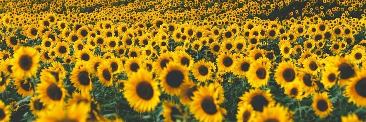 Exzoited's profile banner image