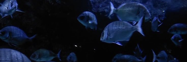 🫧🦈 banner