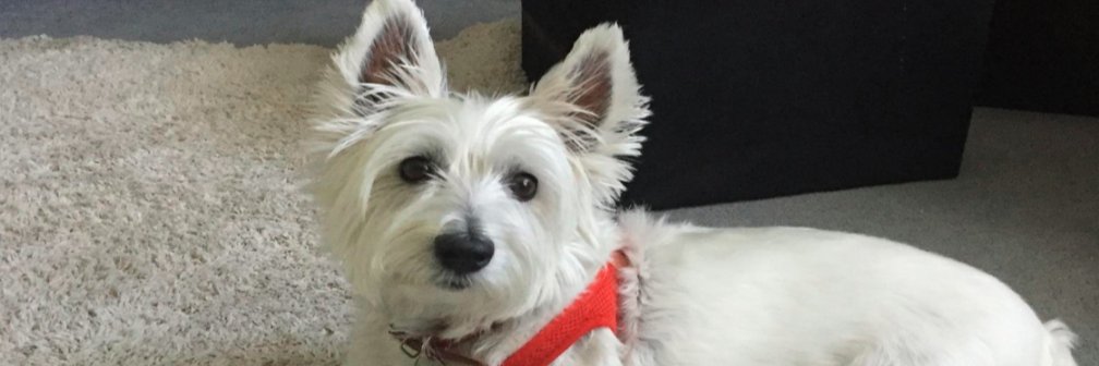 Judith08's profile banner image