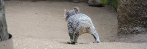 おうたむたむ banner