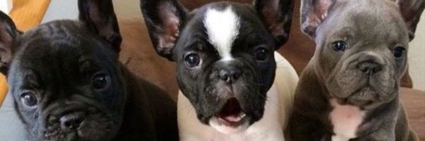 Frenchie Contend 🇺🇸 Profile Banner