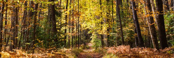 maryhenige Profile Banner