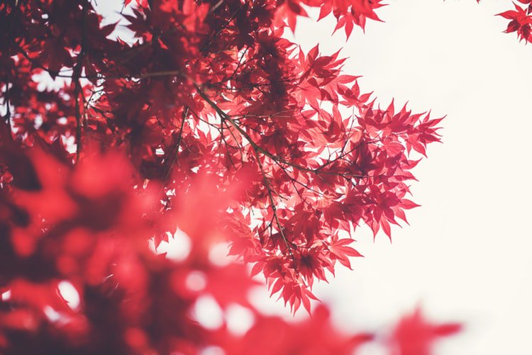 mc_mcnolia's profile banner image