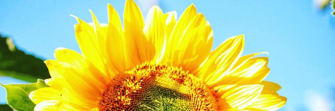 JenniSomervalli's profile banner image
