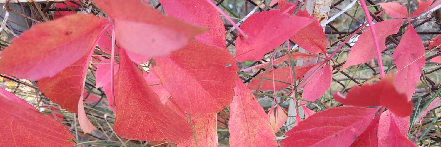 rpinol's profile banner image
