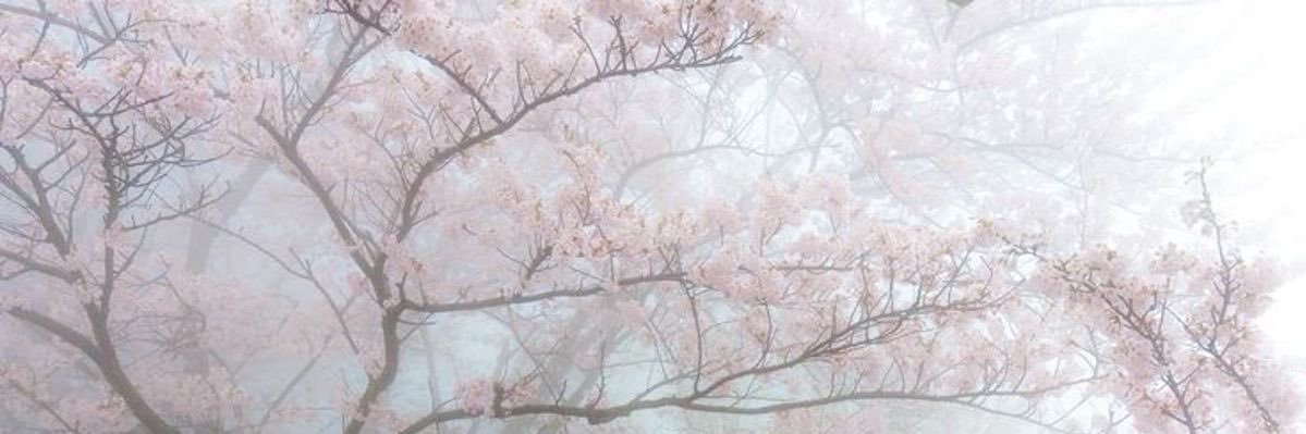 jez banner