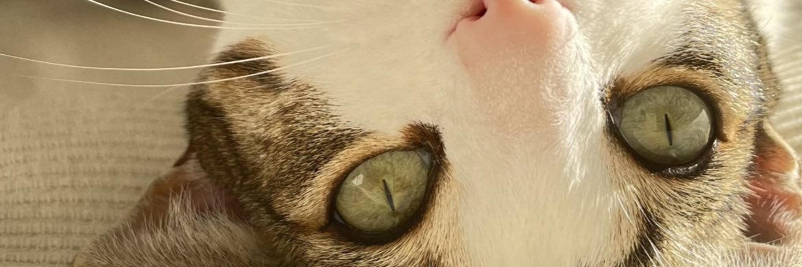 buketcoskun's profile banner image