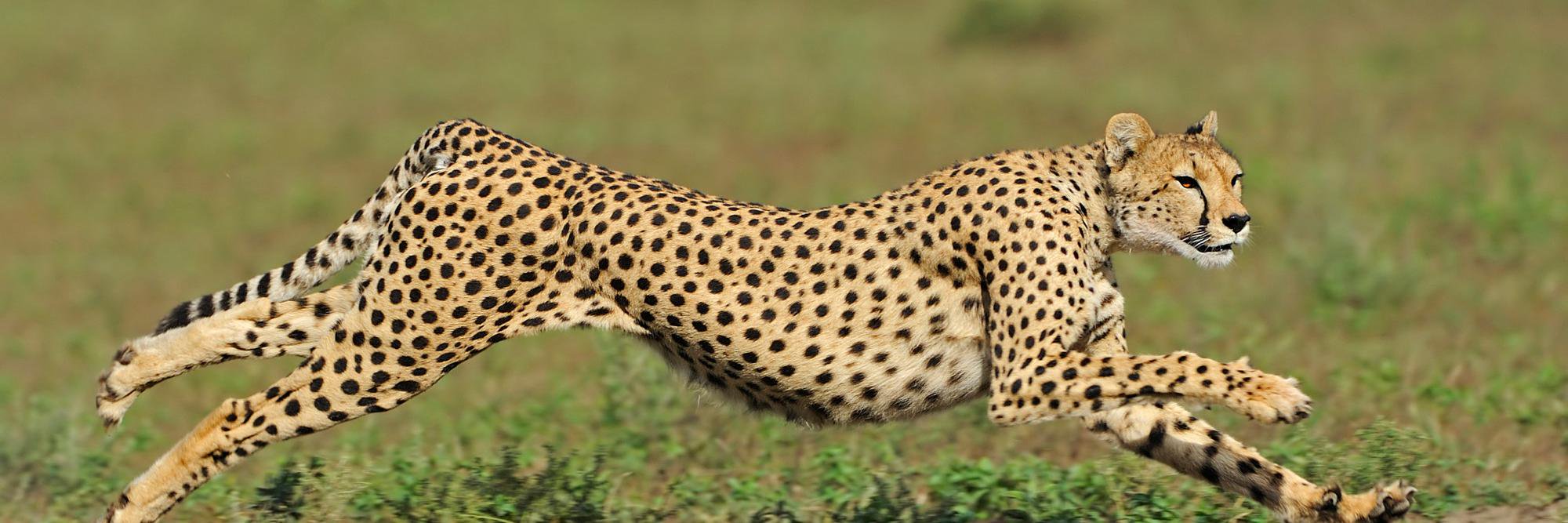 Animal Helper 🌐 banner
