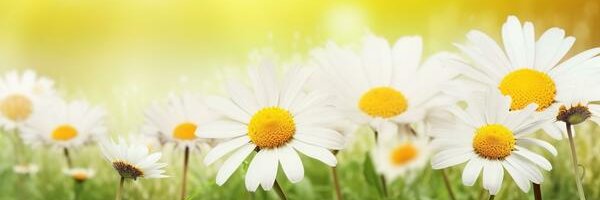 MySoppSpace's banner