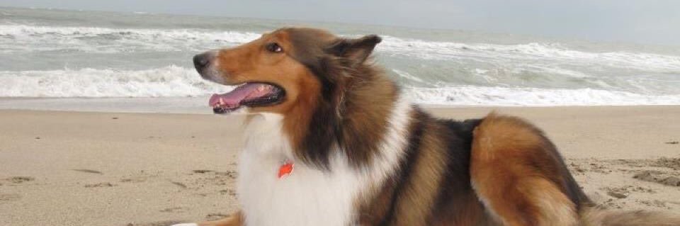 Giannithecollie's profile banner image
