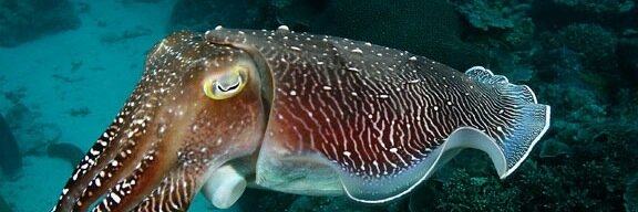 cuttlefisher's profile banner image
