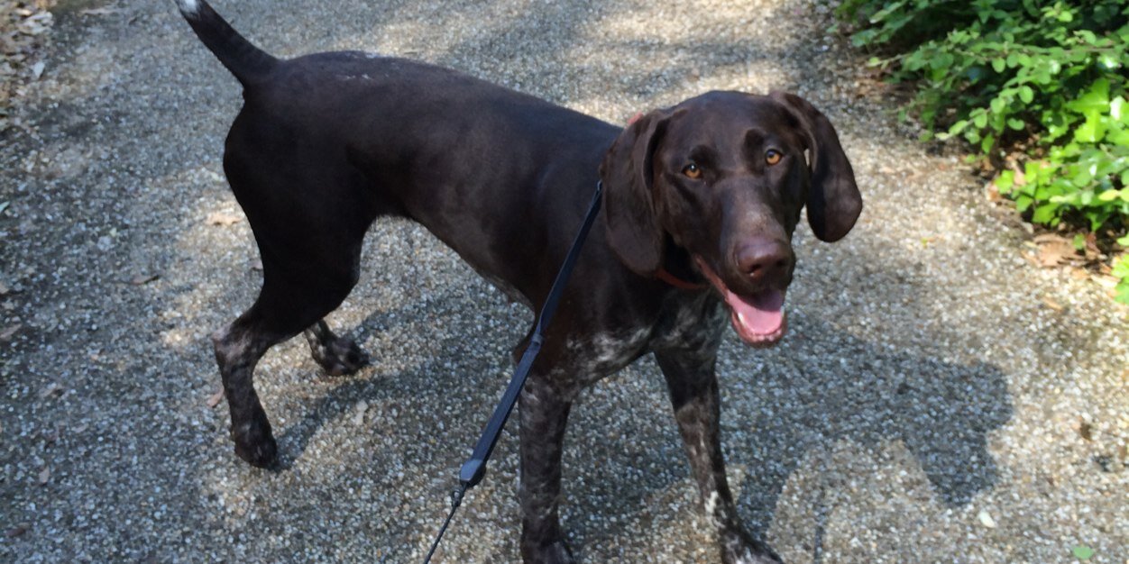 IpsDogWalkers's profile banner image