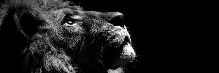 sergio_Pinchote's profile banner image