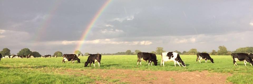 Laur_1994's profile banner image