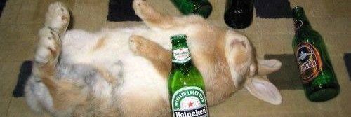 bluebunny's banner