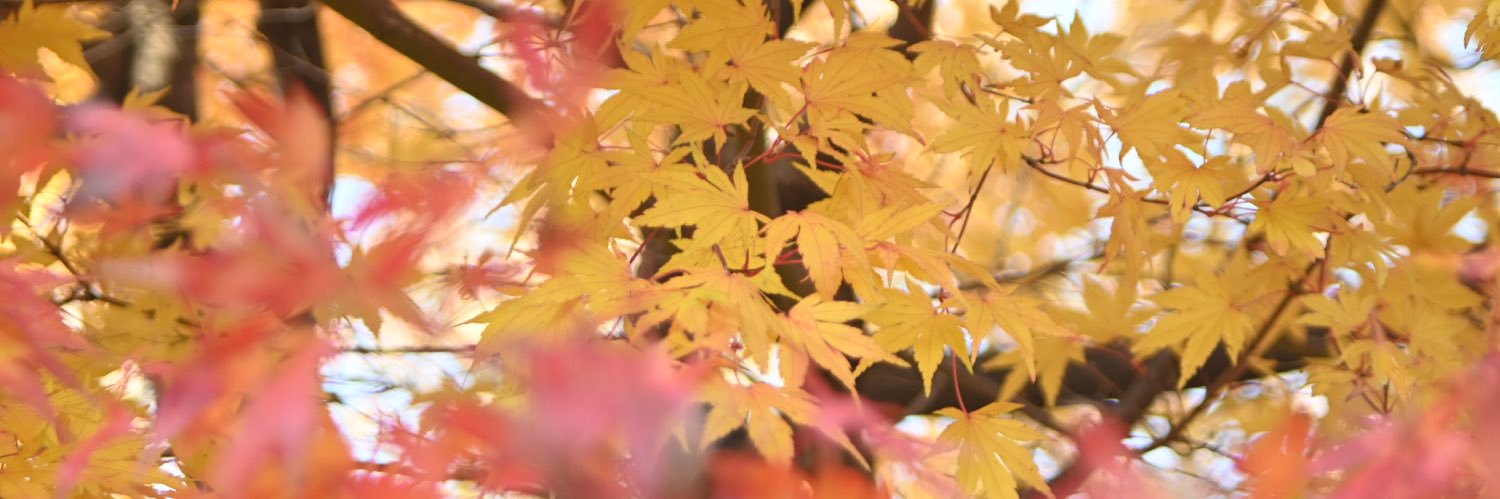 木彫りの鮭 banner