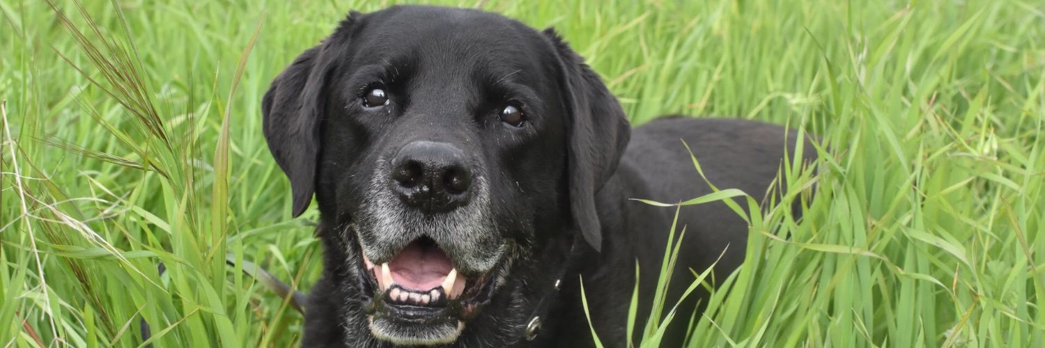 Renee StDenis banner