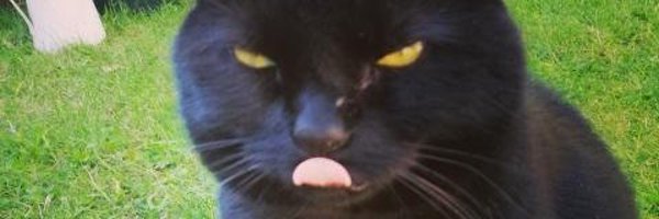 MzWiggle Profile Banner