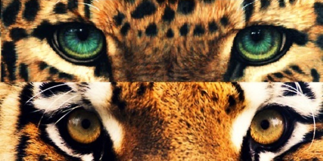 Fu_ffyl's profile banner image
