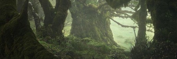 CharlieInIthaca Profile Banner