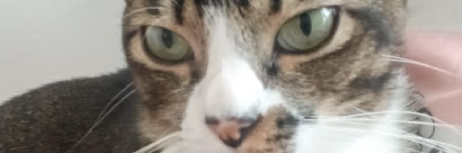 JayViolets's profile banner image
