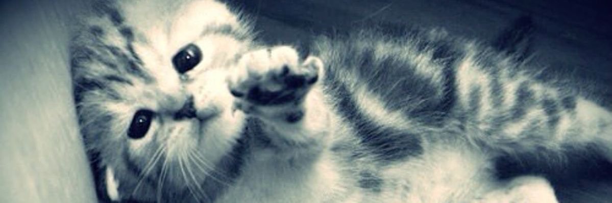 hamsterlover900's profile banner image