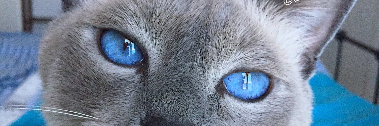 lefusadi's profile banner image