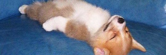 slimmdy banner