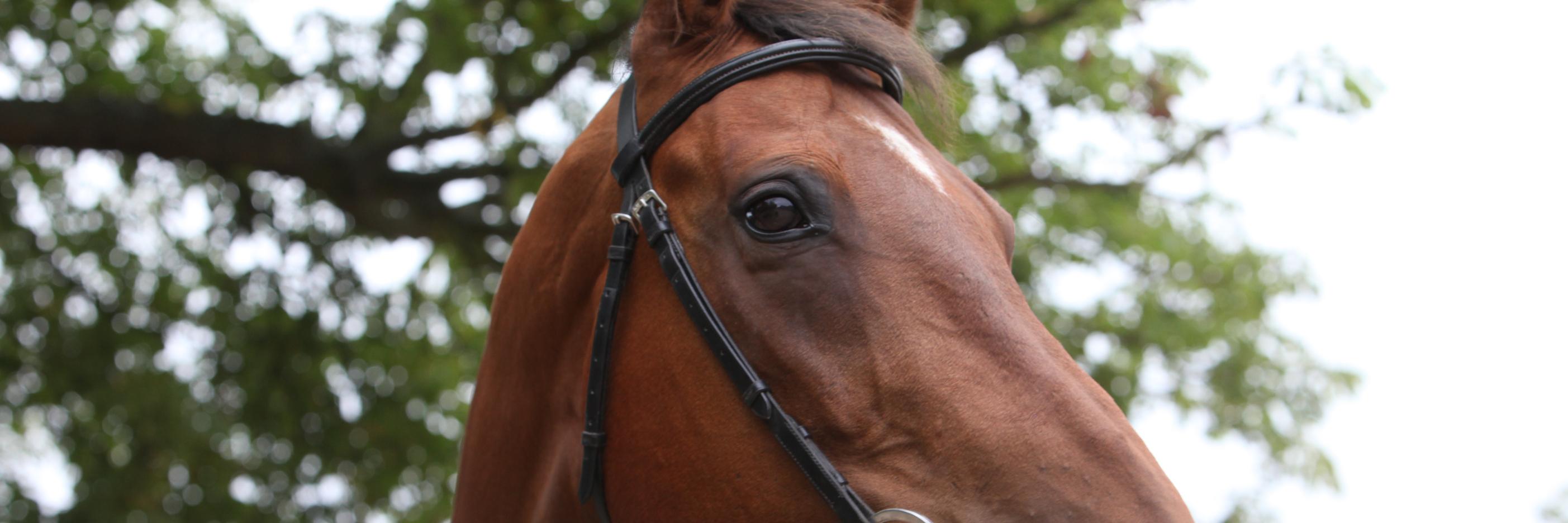 dowlenn's profile banner image