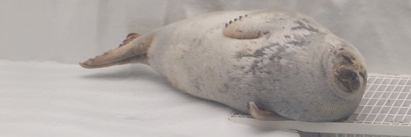 Sealyne_ Profile Banner