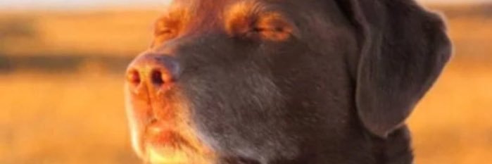 poison/#1 angst and Yuri lover banner