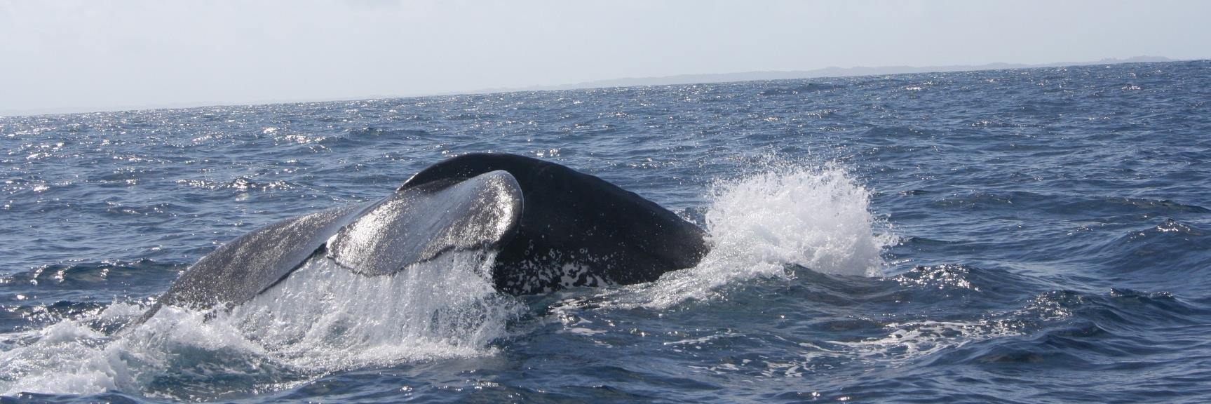 Venetia Spencer banner