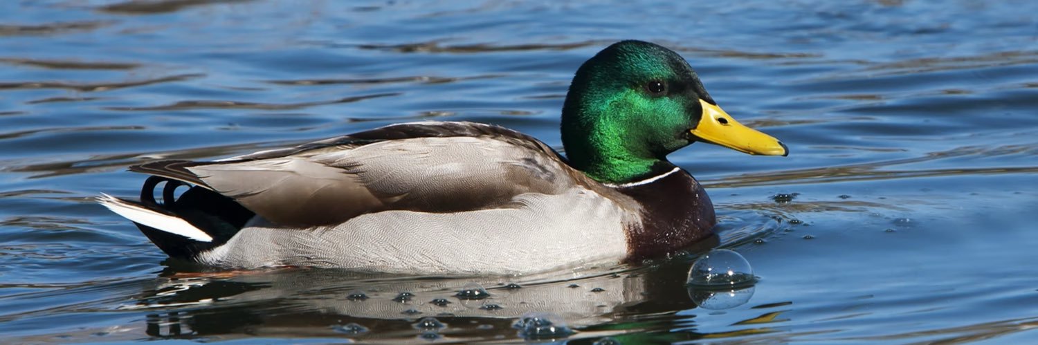Ducker banner