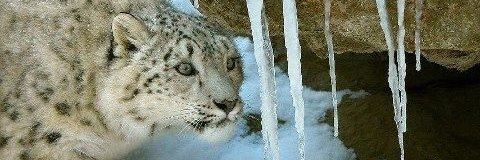 That One Snep banner