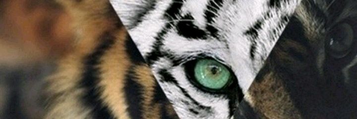 UnFastidiosoman's profile banner image