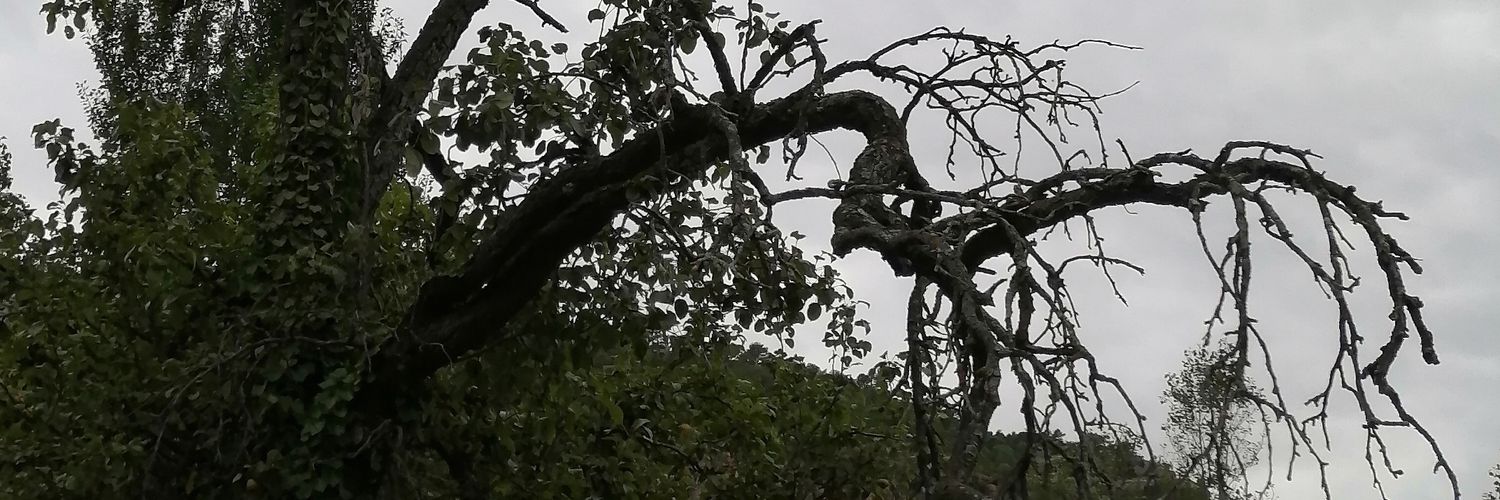 labrucra's profile banner image