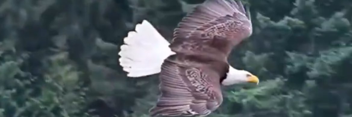 M.A.G.A.WeCaughtThemCOLD #SpaceForce🛰📡 banner