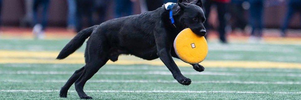 Victor the Frisbee Dog banner