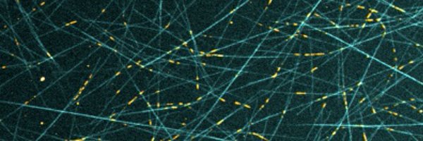 SchaedelLab Profile Banner